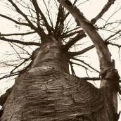 1226104755_850215_0000000000_sumario_normal